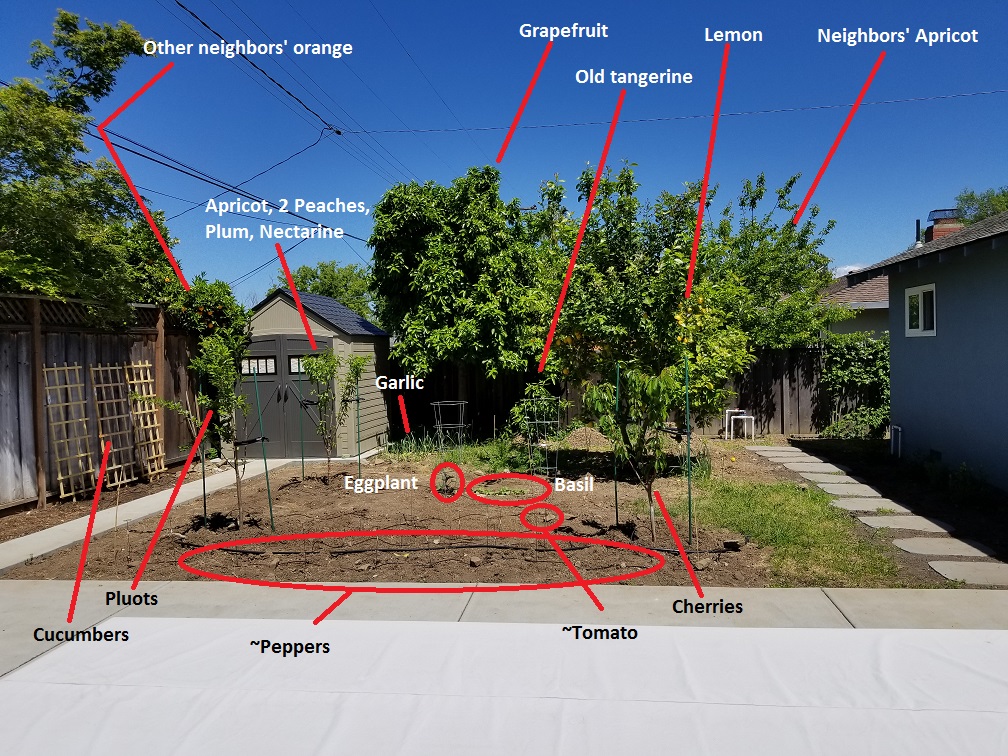 whole garden.jpg